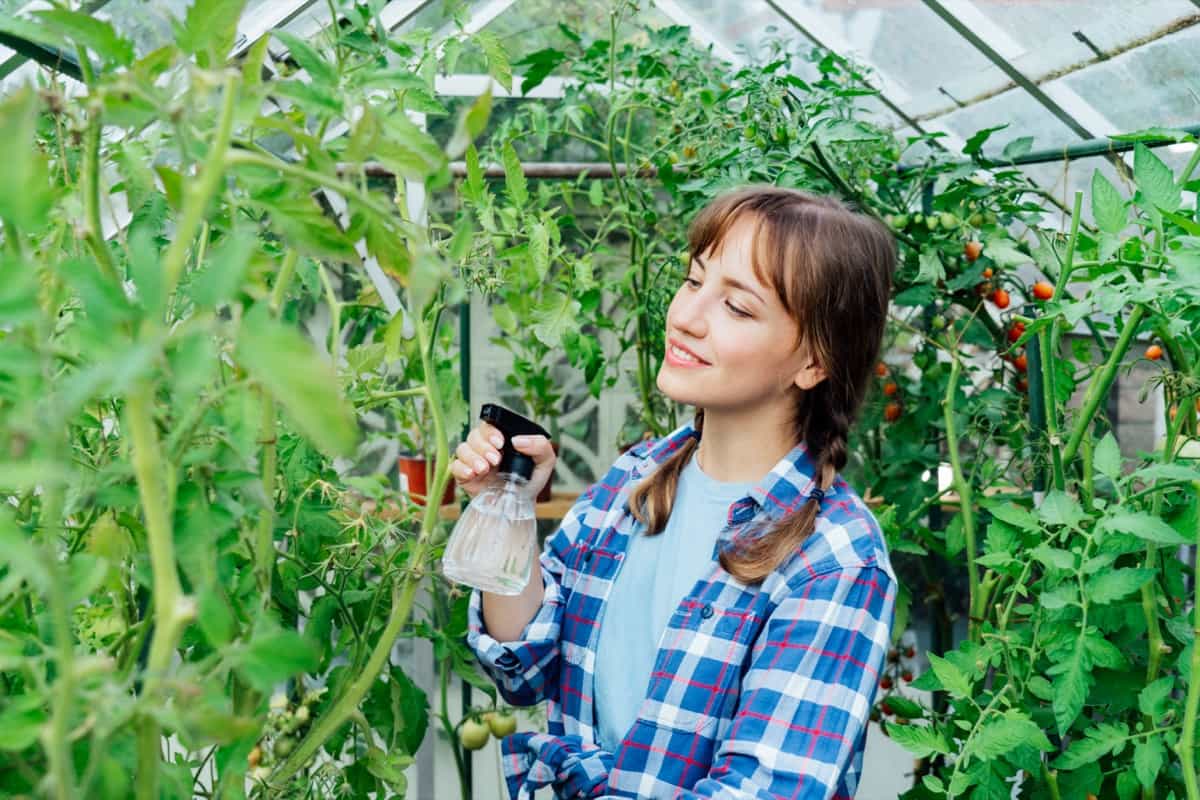 spraying nature fertilizer for tomato plants in a greenhouse