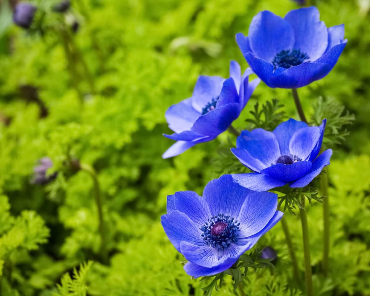 How to Control Anemone Pests Naturally