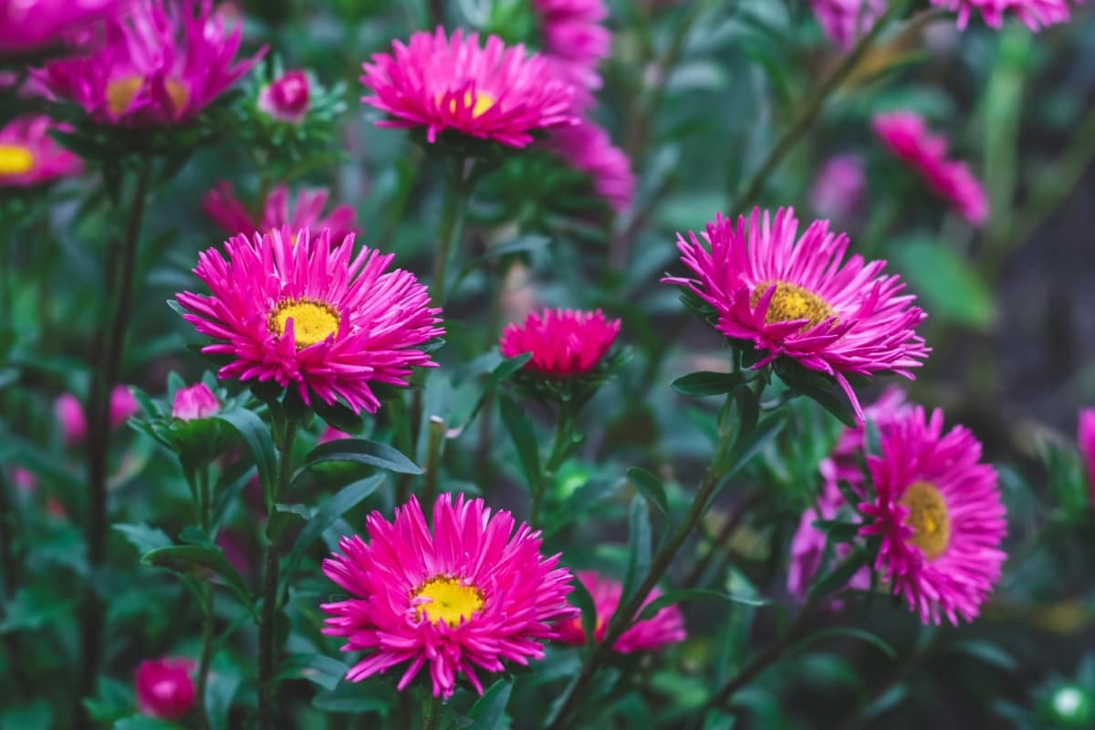 Pink Aster Flowers 