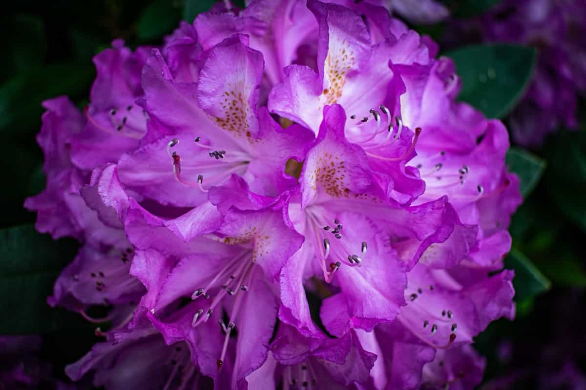 Azalea Pink Flower