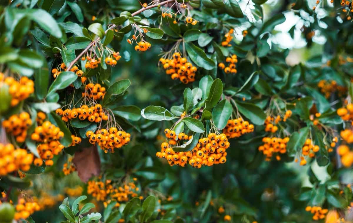 Pyracanthus bush with berries in autumn