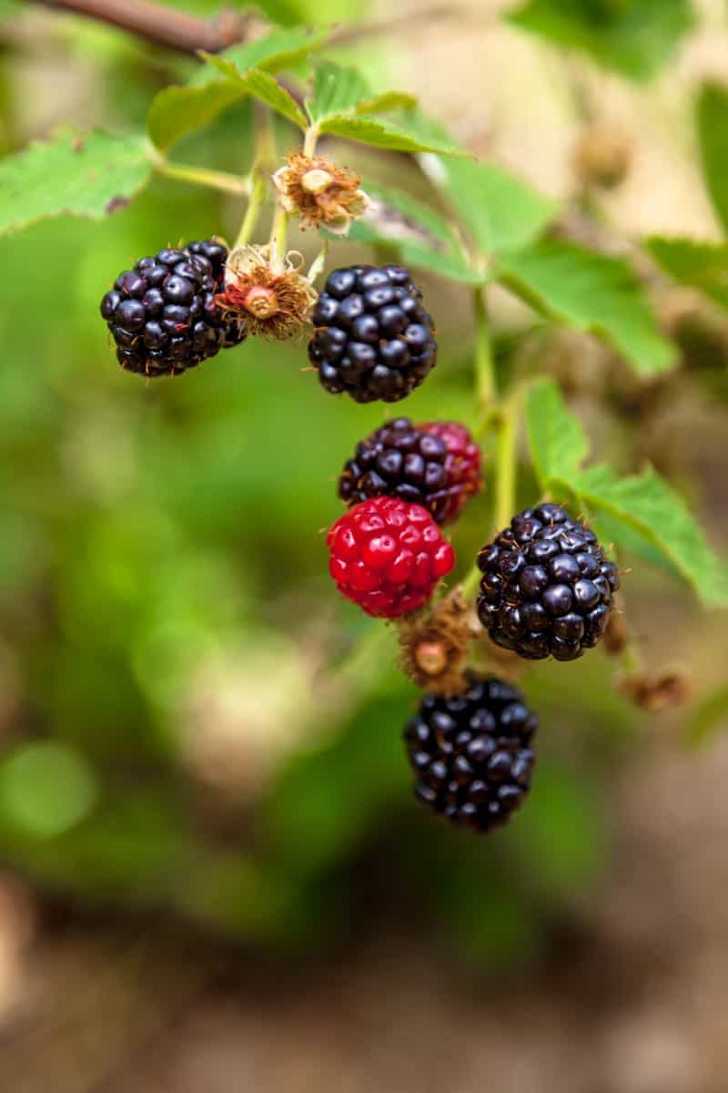 How to Control Blackberry Pests Naturally