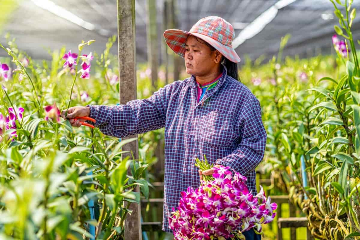 Collecting the Orchids