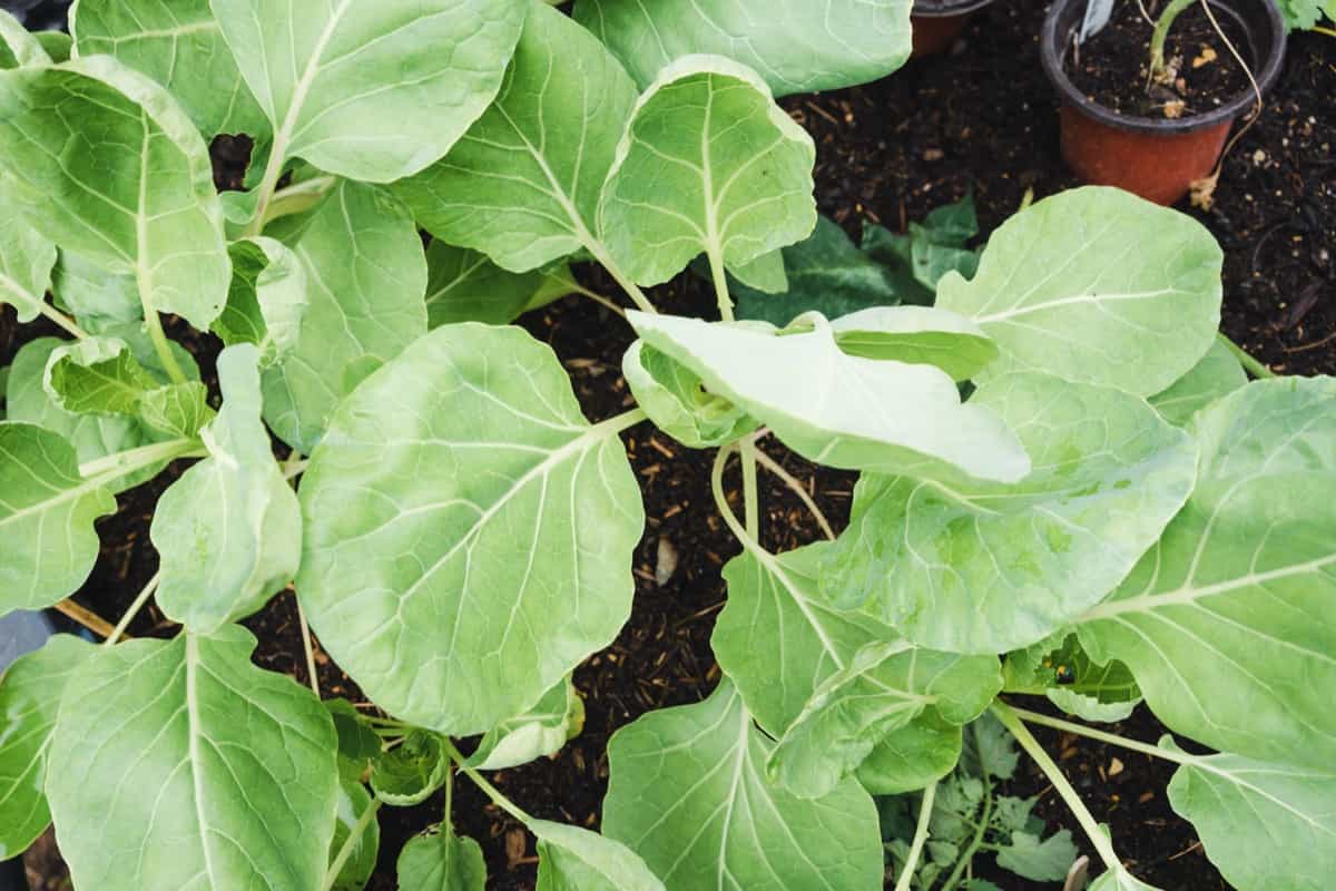 How to Control Brussels Sprouts Pests Naturally