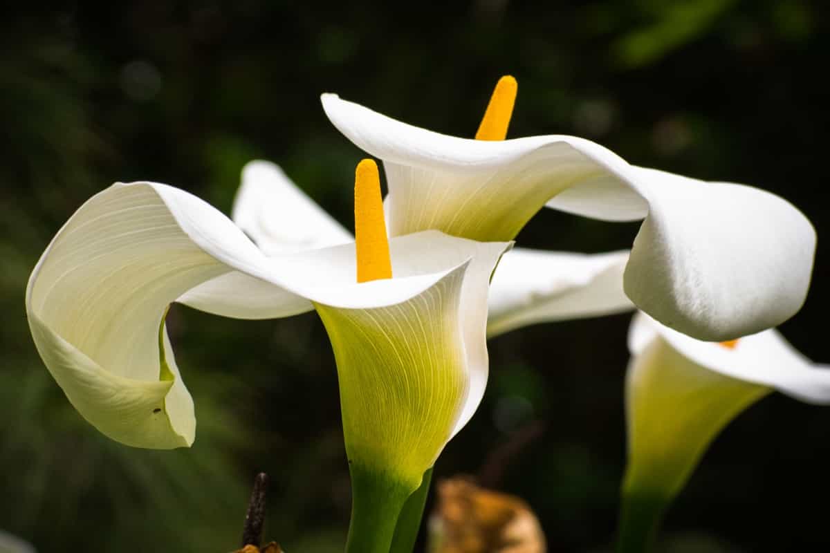Flowering Calla lilies