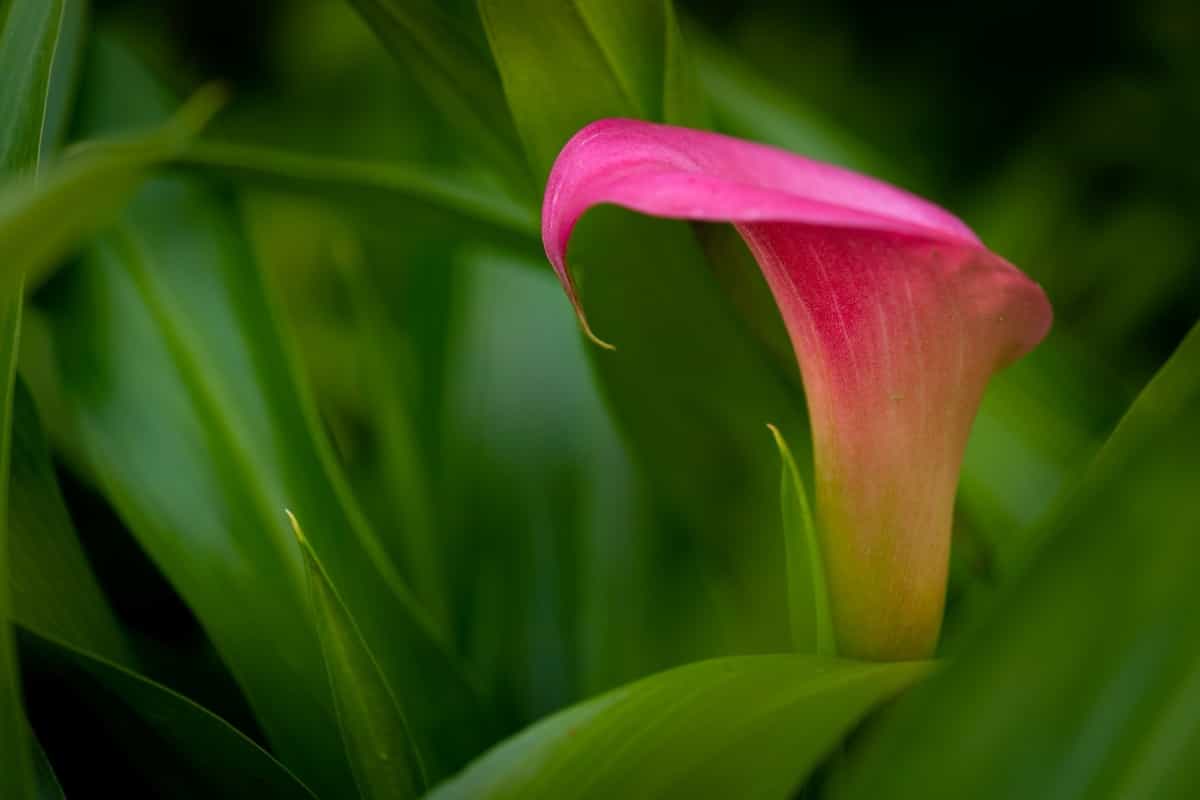 Pink Calla lily flower in the home garden