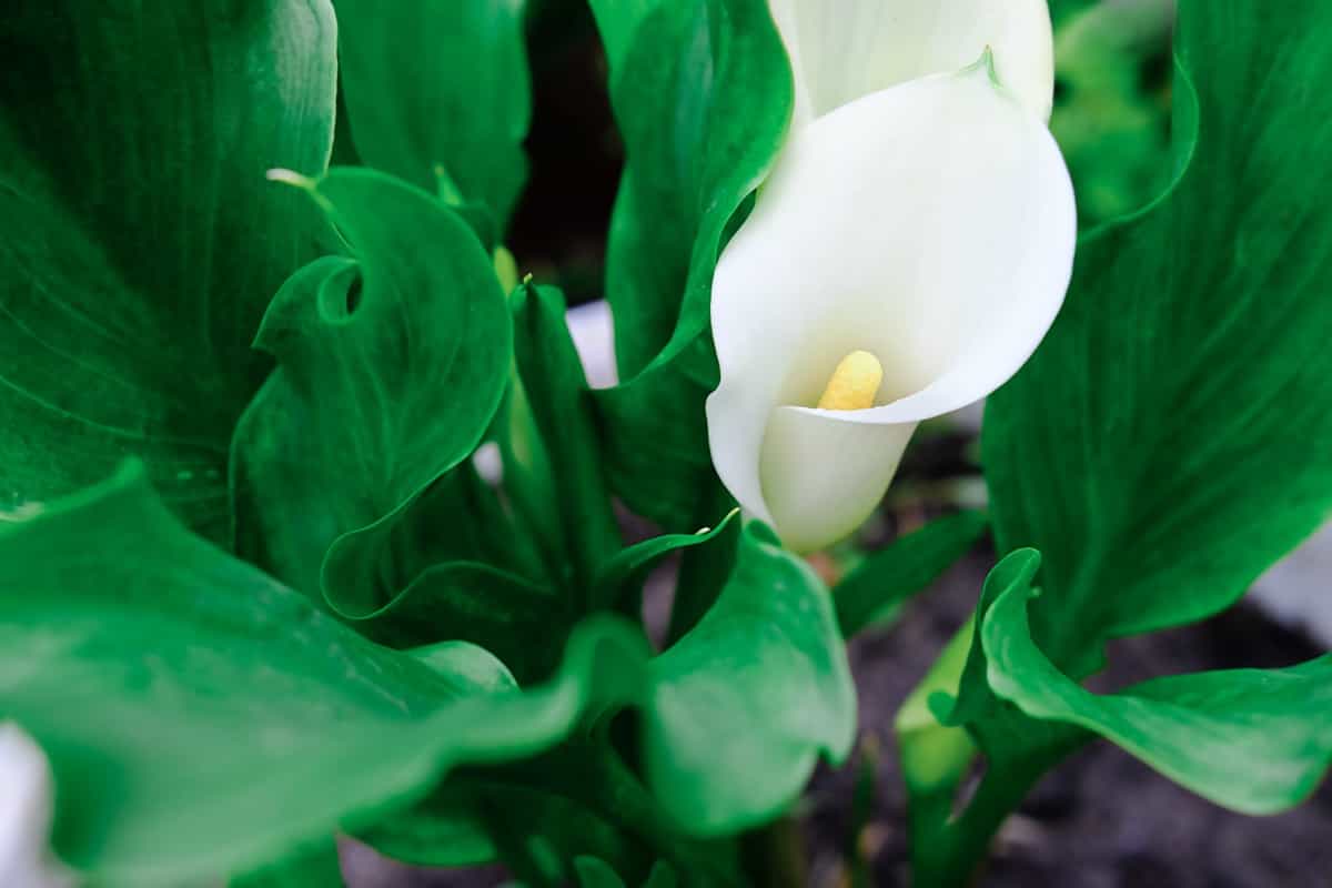 White Calla lily flower