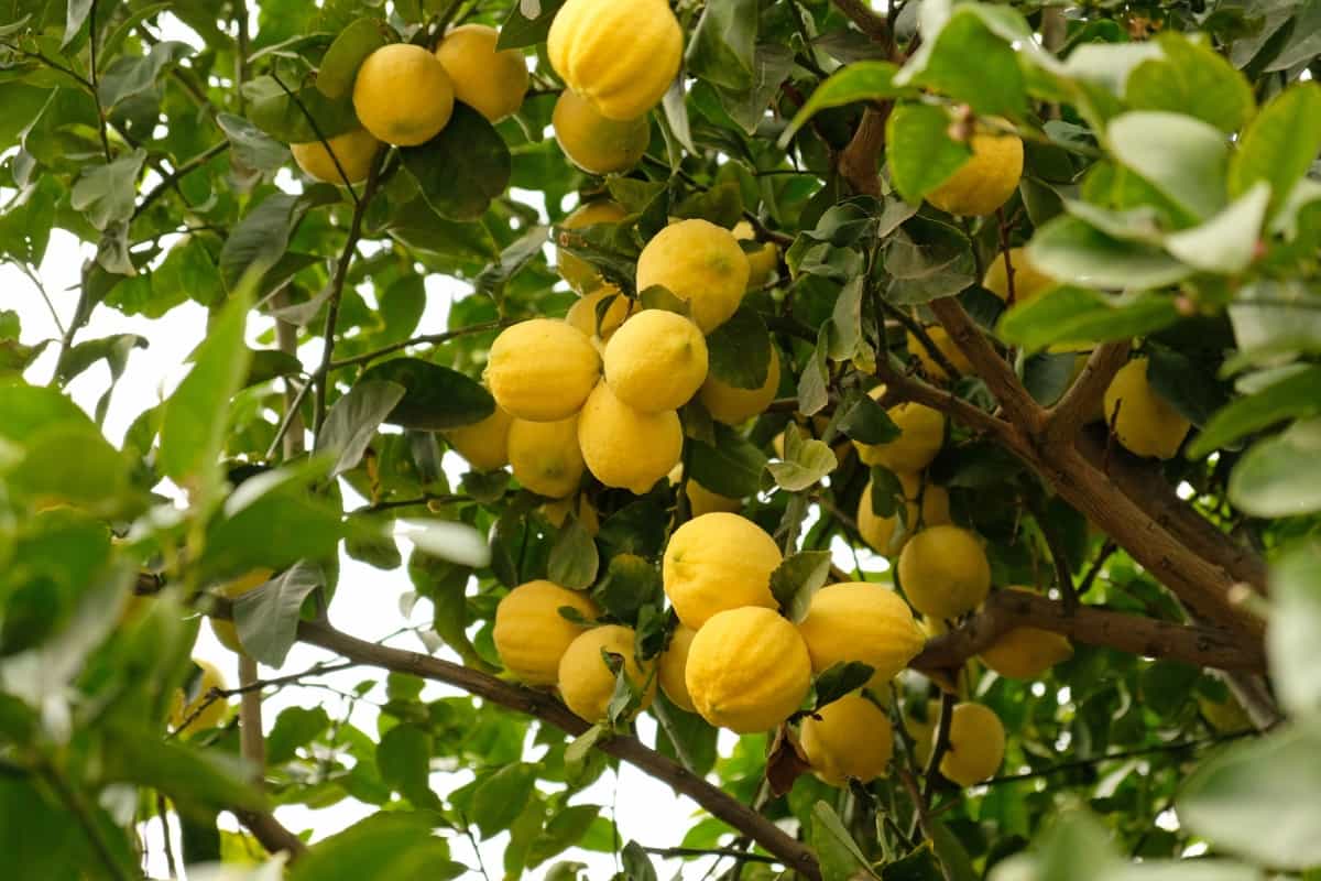 Lemons Hanging from A Tree