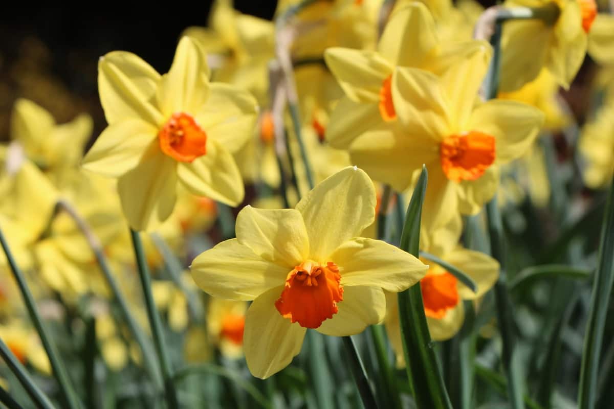 How to Control Daffodil Pests Naturally