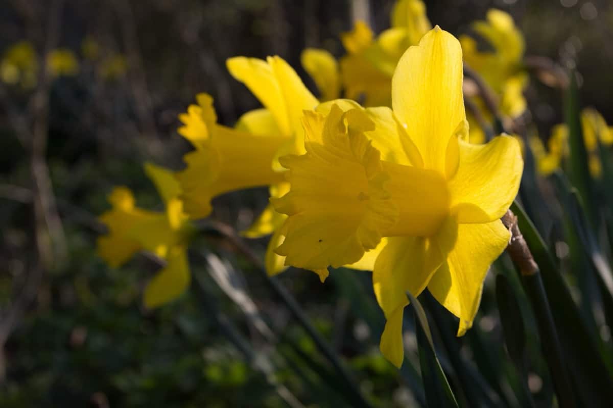Daffodils Yellow