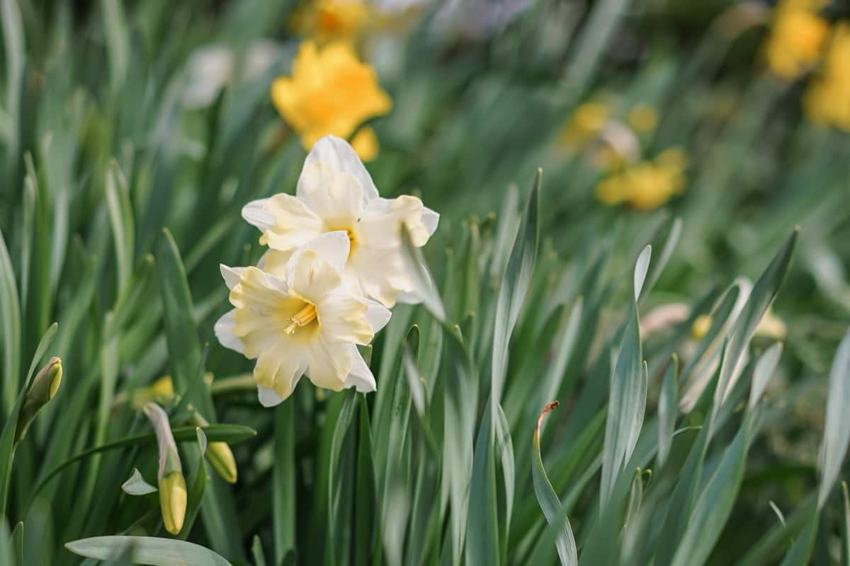 daffodils White