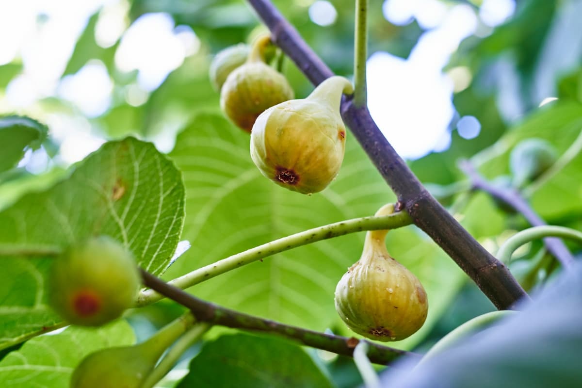 How to Control Fig Pests Naturally