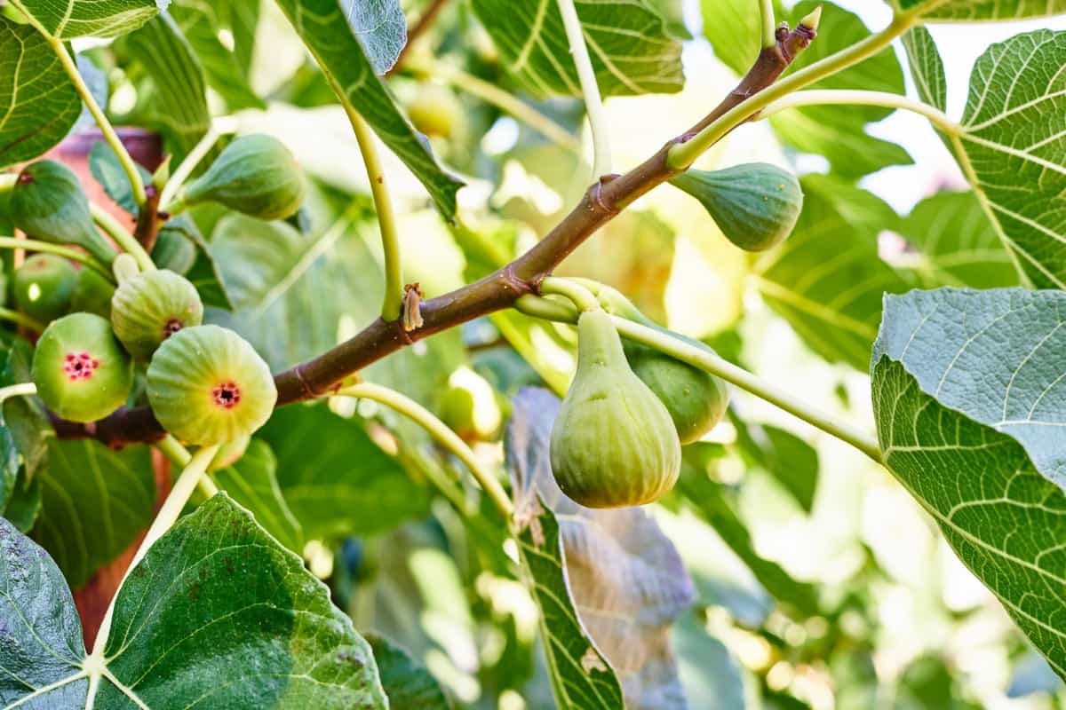 Figs Hanging from A Branch