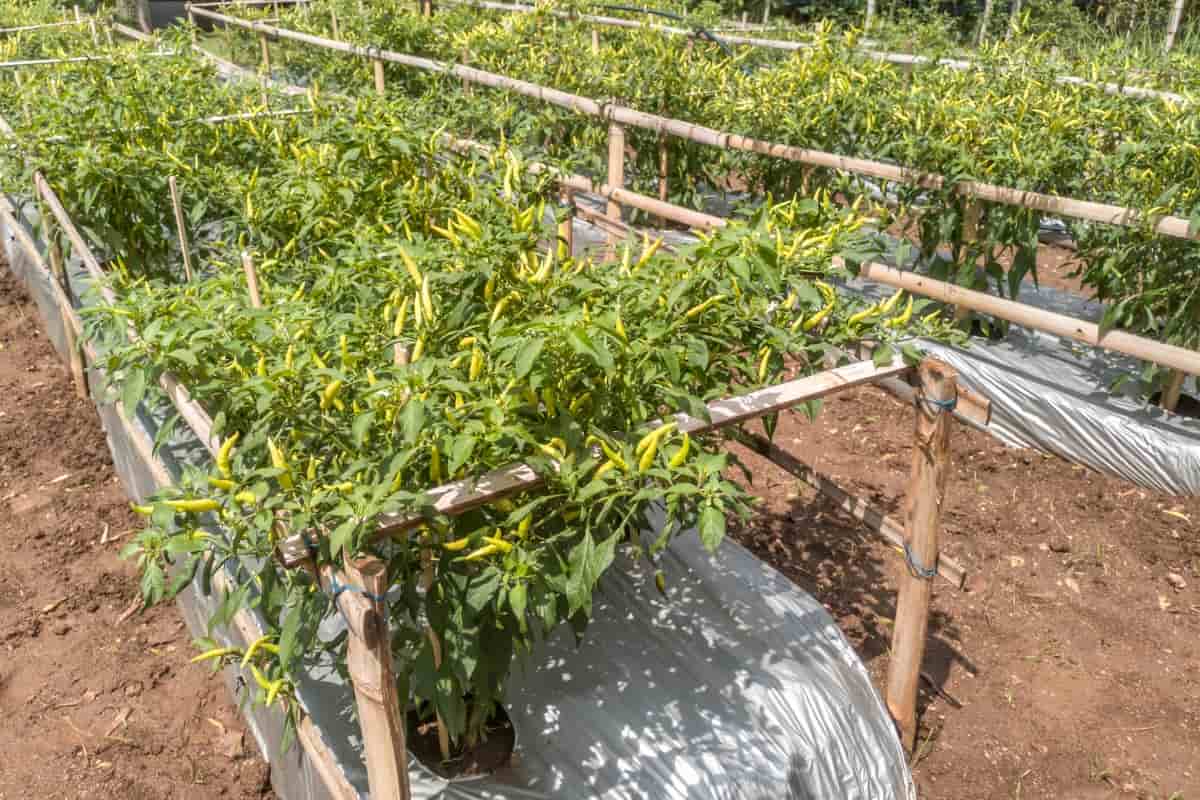 Thai Pepper Cultivation
