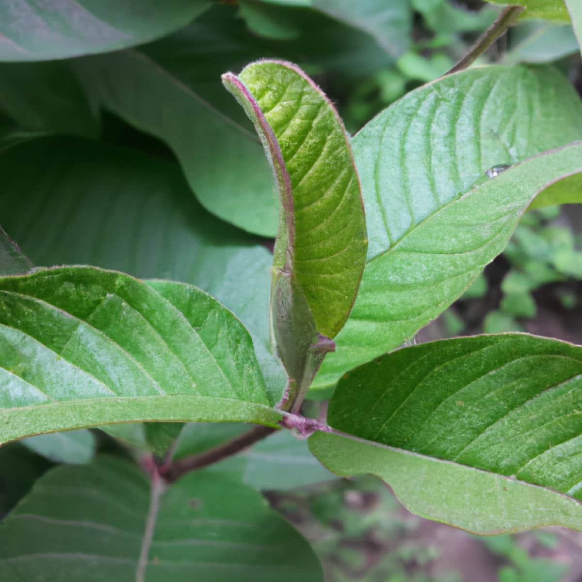 How to Control Guava Pests Naturally