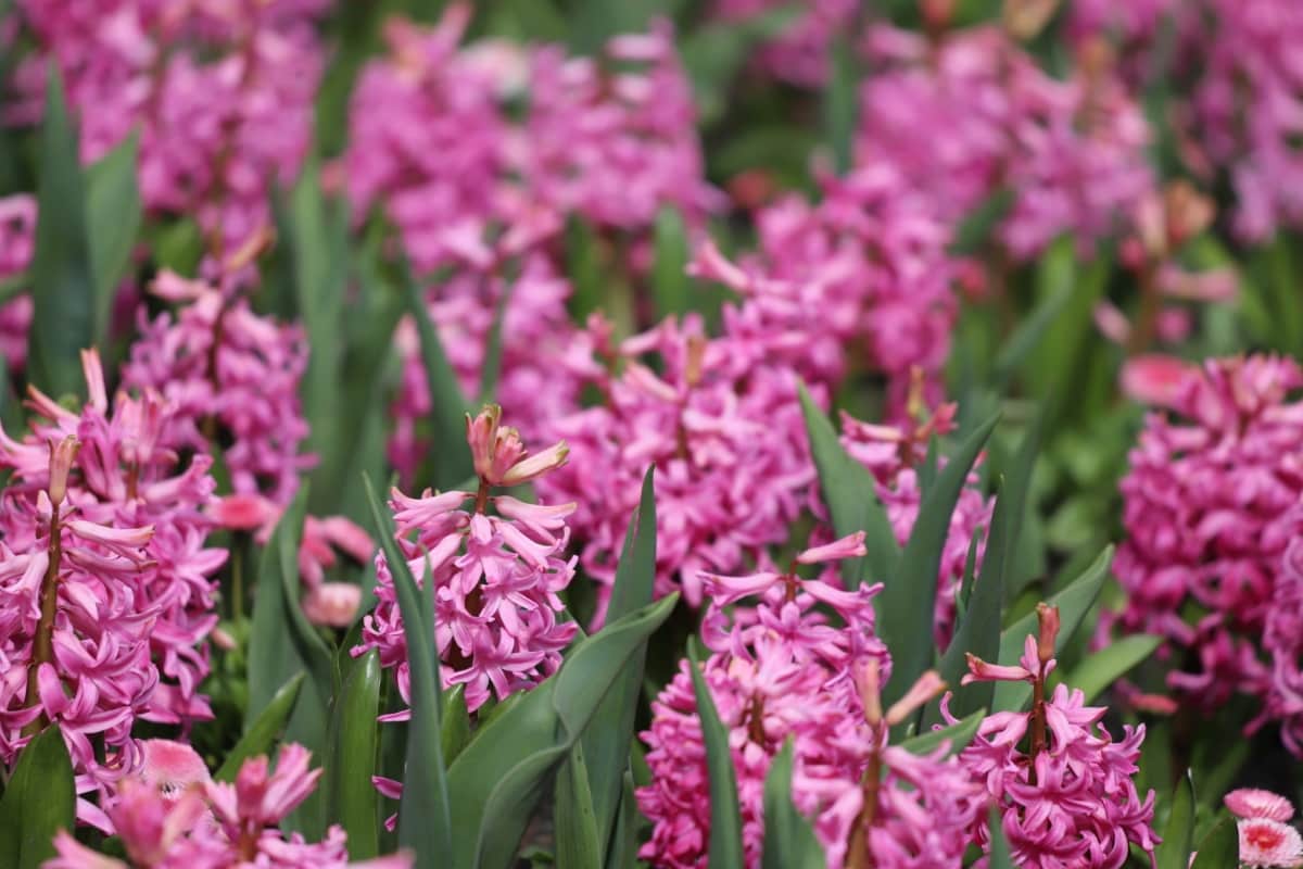 How to Control Hyacinth Pests Naturally