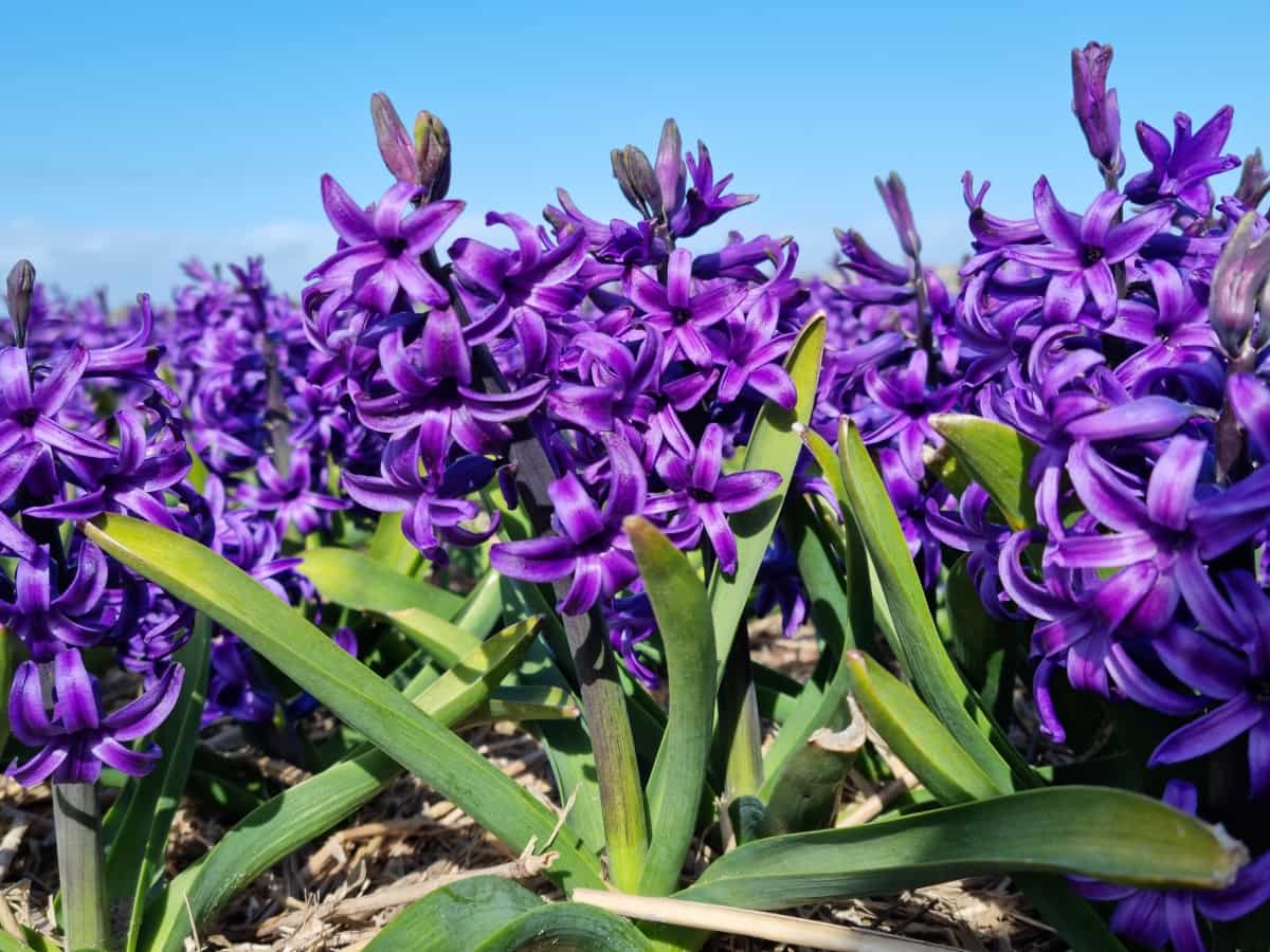 Purples Hyacinths in Field
