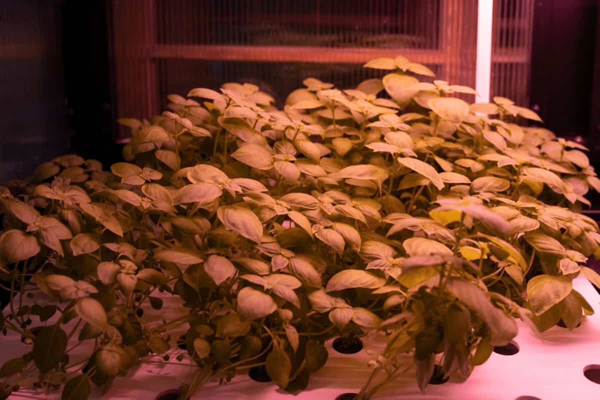 Basil Growing in Hydroponic System