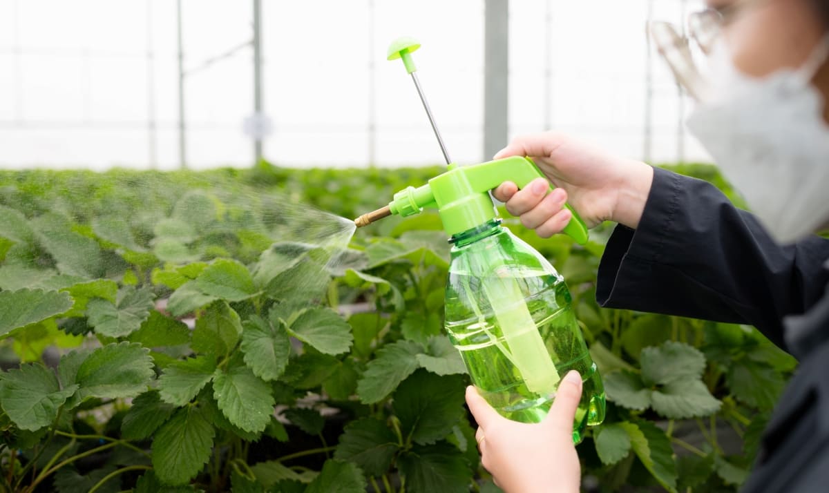 Scientists Injecting Nutrient Water onto Strawberry Leaves