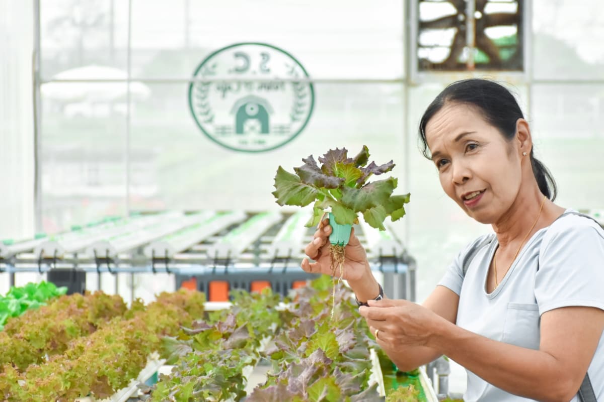 Woman Harvesting Lettuce 