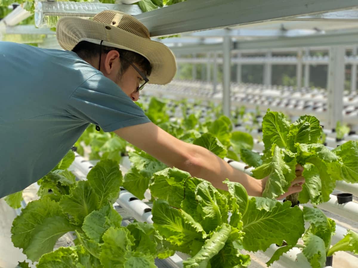 Picking Lettuce at A Hydroponics Vegetable Greenhouse