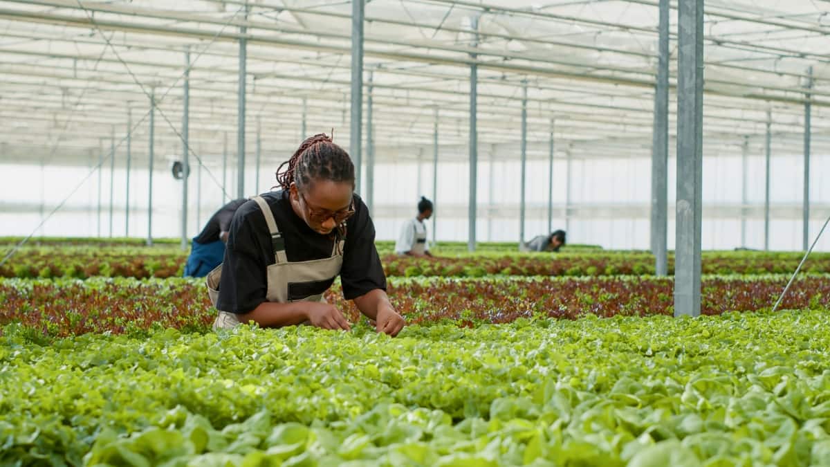Worker Harvesting Organic Lettuce