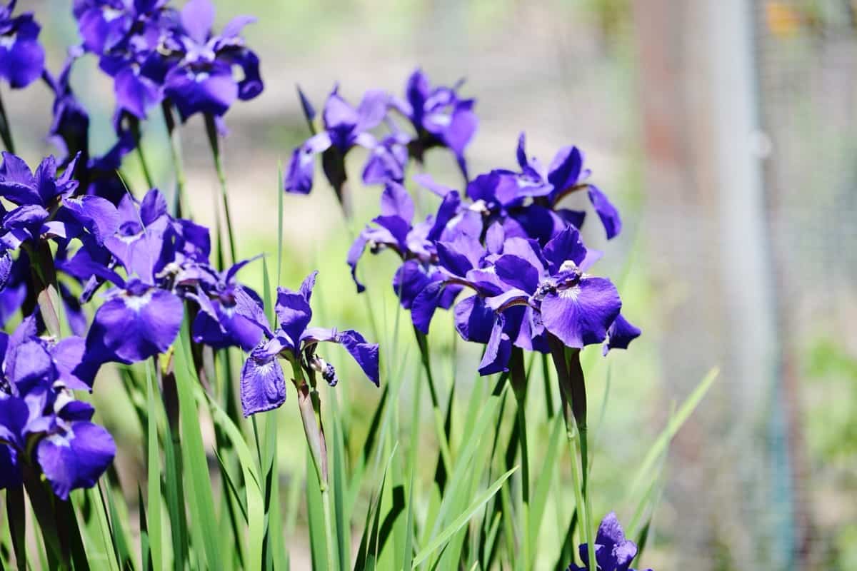 How to Control Iris Pests Naturally