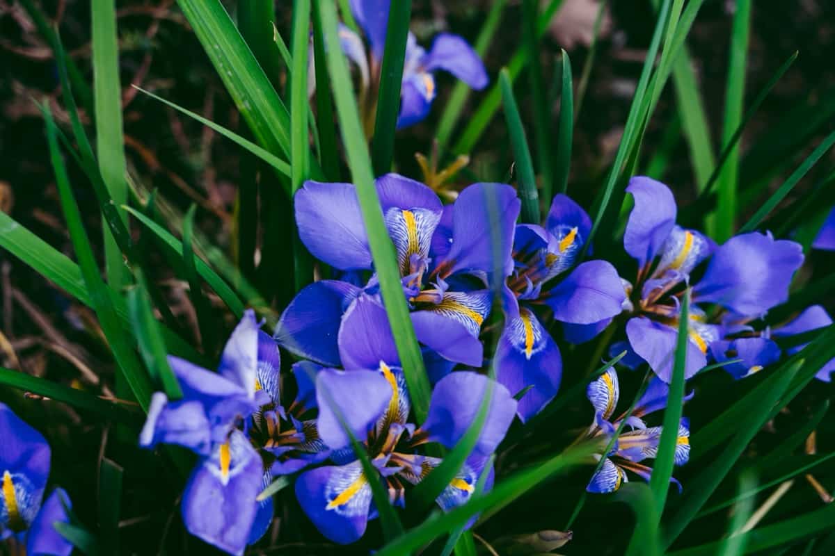 Blooming irises in the garden