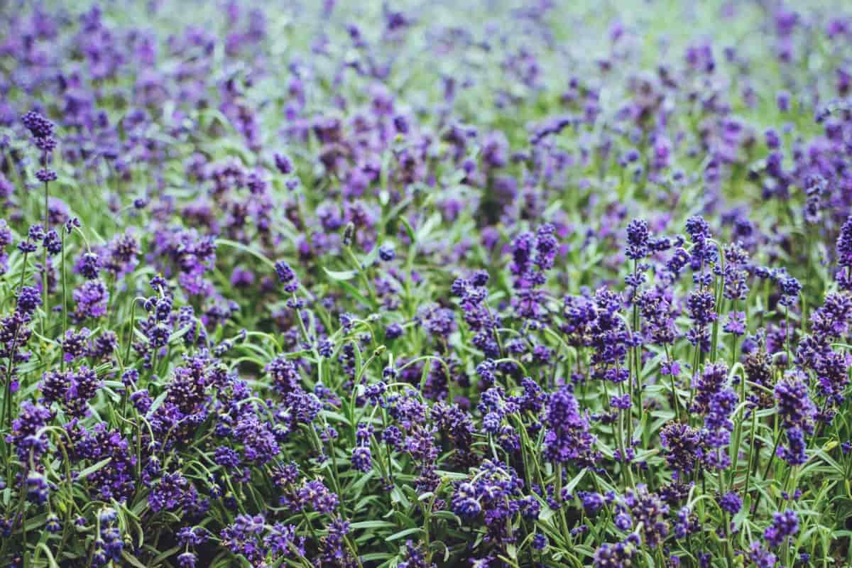 How to Control Lavender Pests Naturally