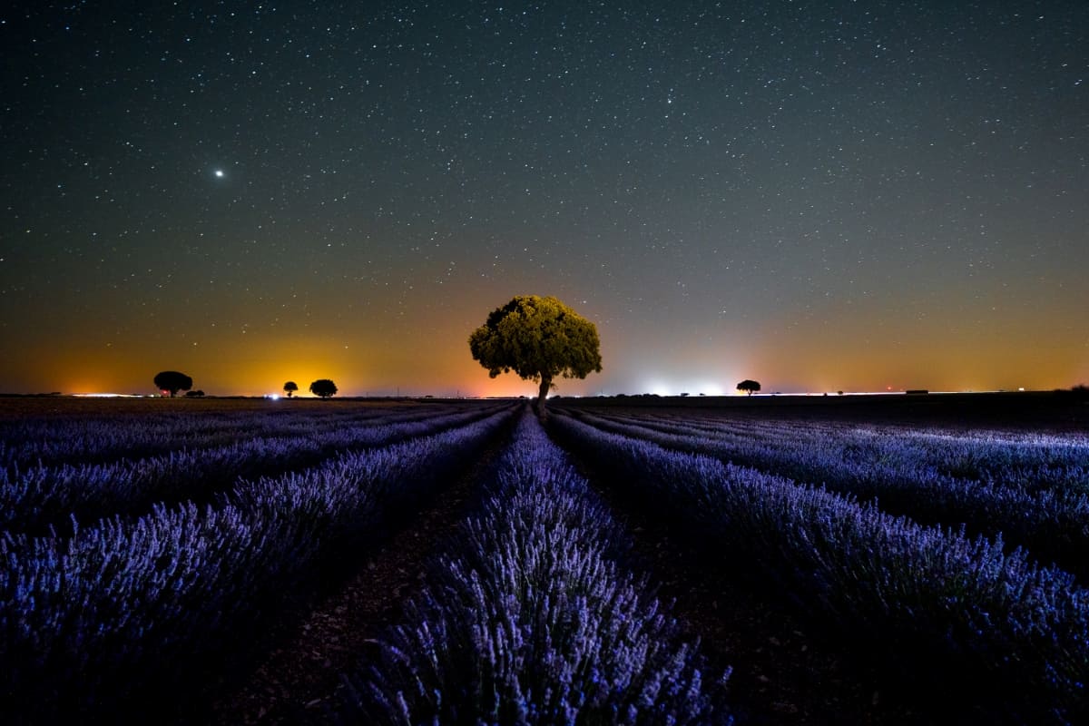 Lavender Field at Night