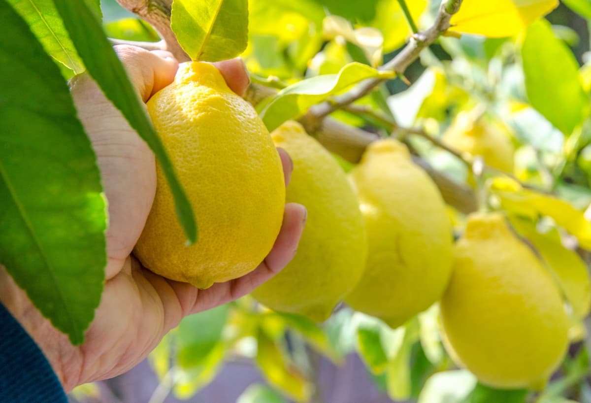 How to Control Lemon Pests Naturally
