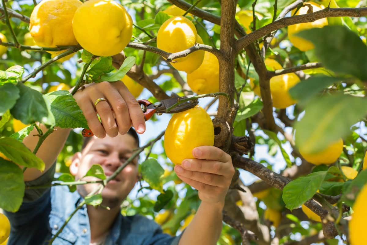 Farmer Harvesting Lemons