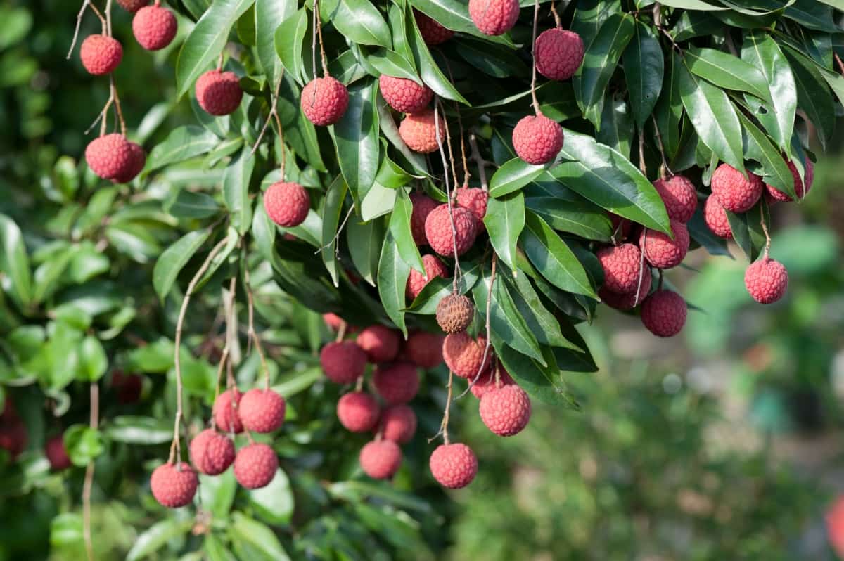 How to Control Lychee Pests Naturally