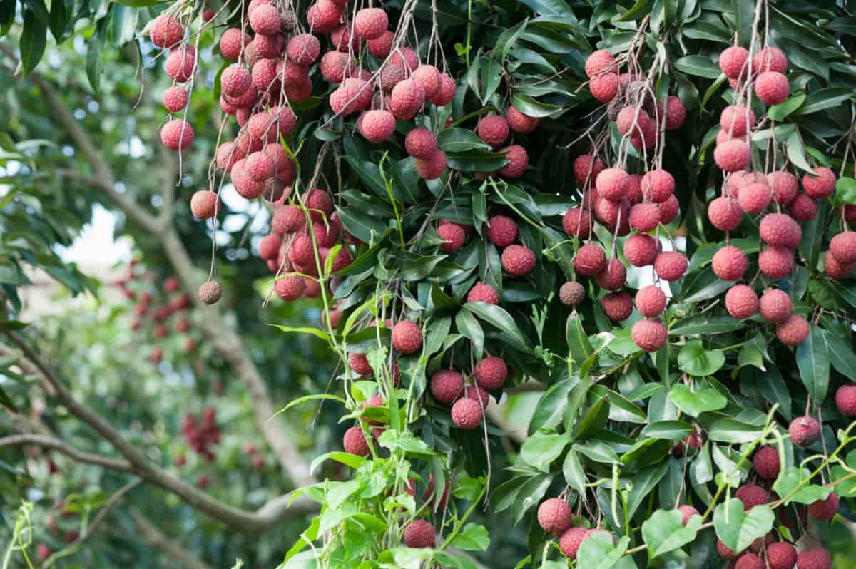Lychee Fruits Growing on Tree