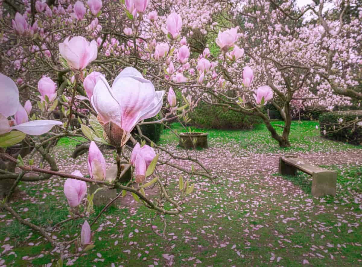 How to Control Magnolia Pests Naturally