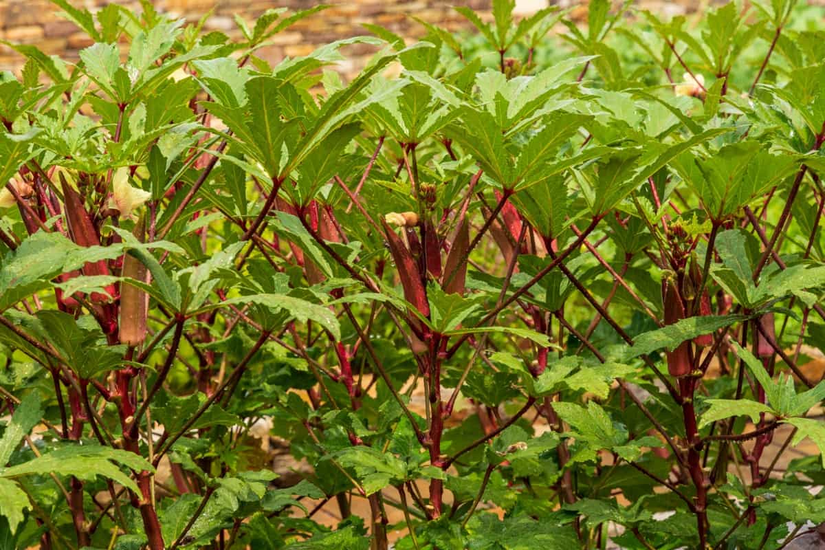 red okra plants growing on a field