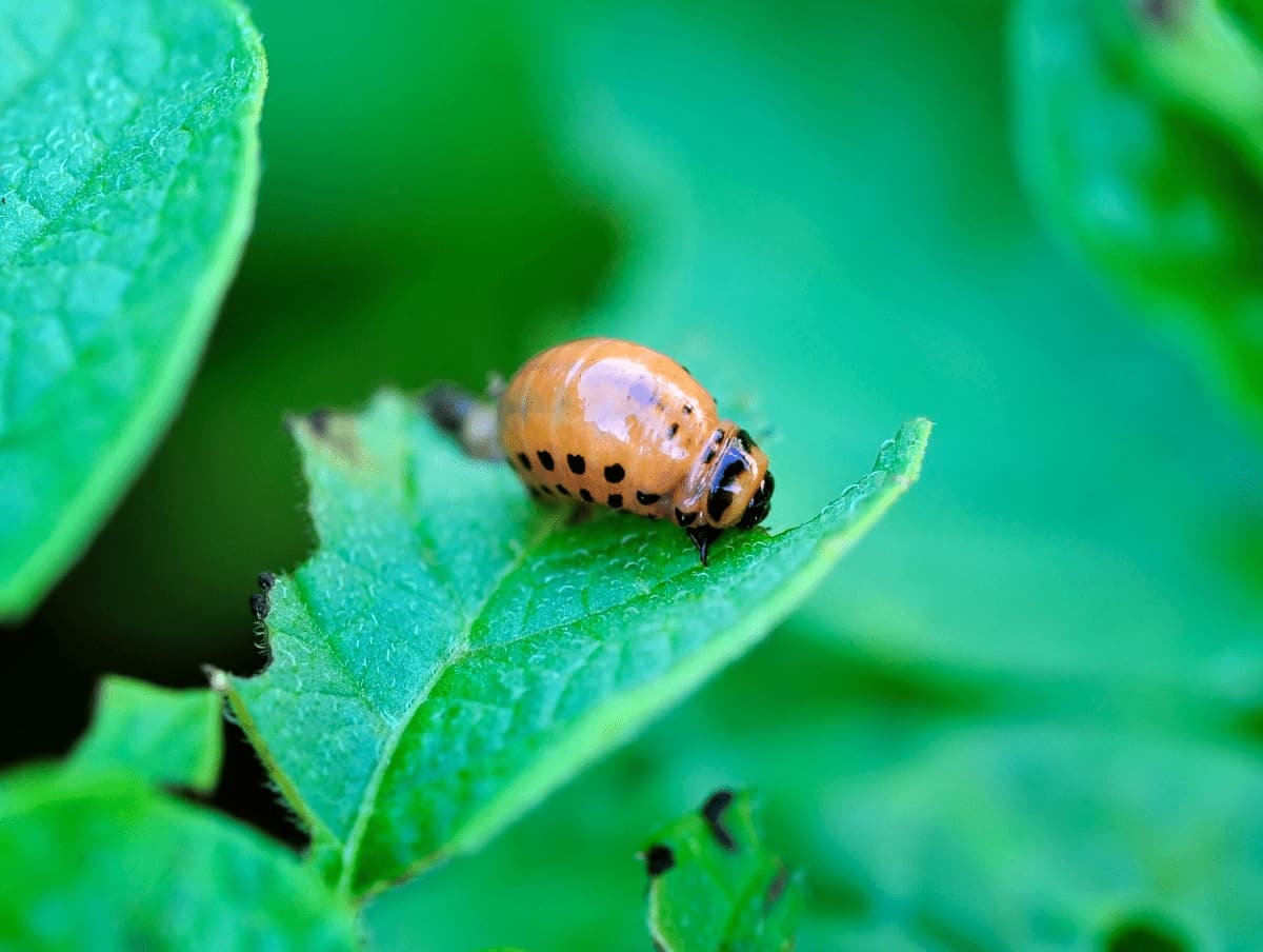 How to Control Okra Leaf Beetle Naturally