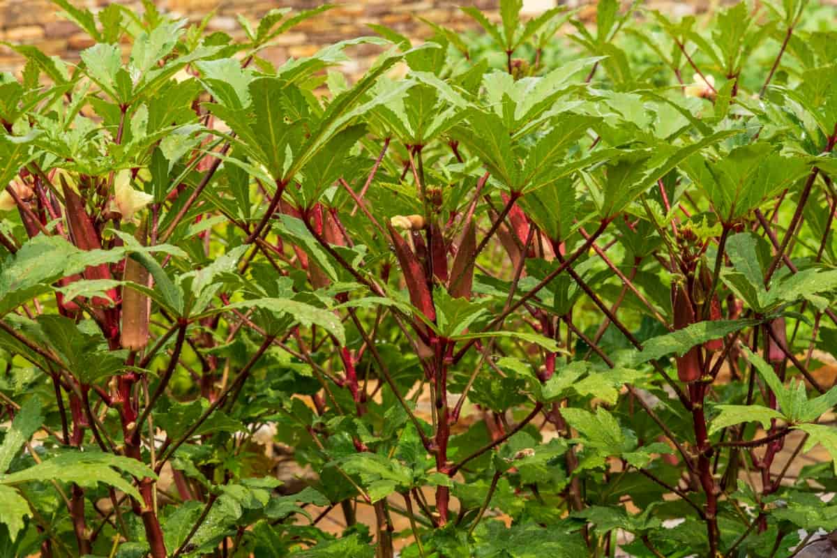 Red Okra Plants
