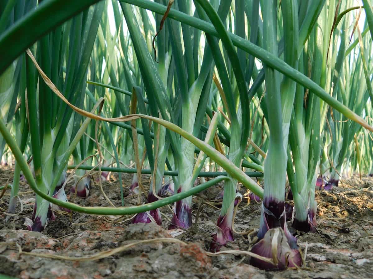 How to Control Onion Pests Naturally