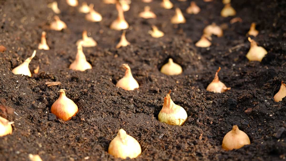 Onion sets for Planting in fresh dark soil