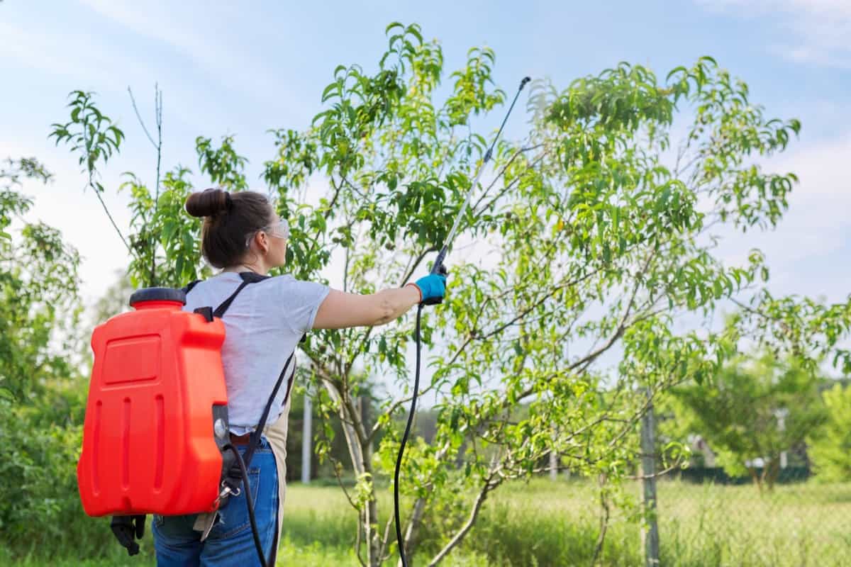 Woman gardener spraying peach trees in a spring orchard