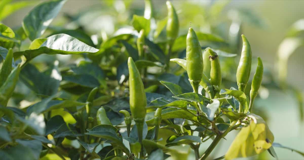 How to Control Pepper Plant Pests Naturally