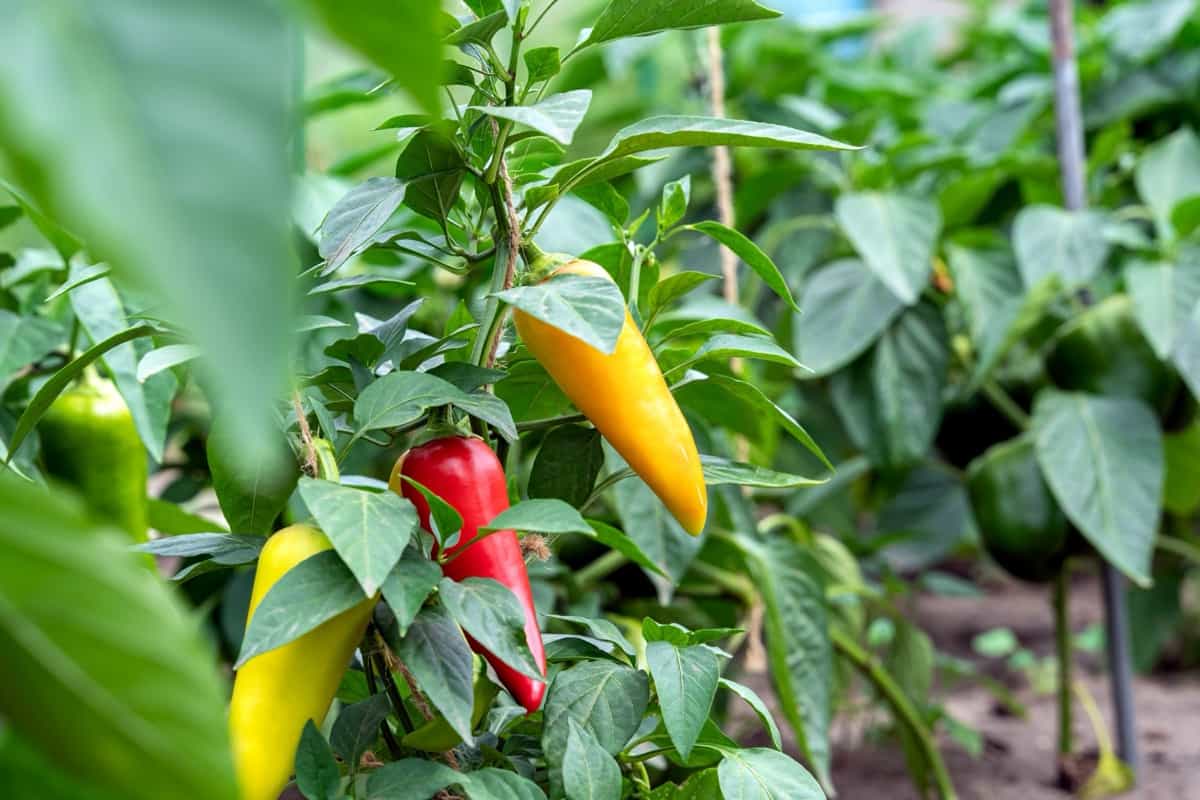 Ripe and unripe bell peppers growing on bushes in the garden