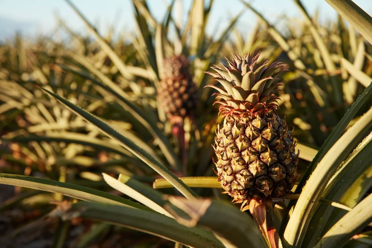 How to Control Pineapple Pests Naturally