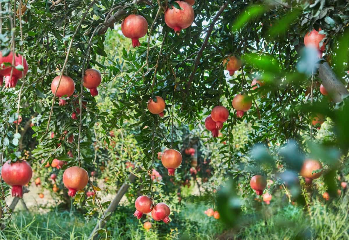 Plantation of pomegranate trees