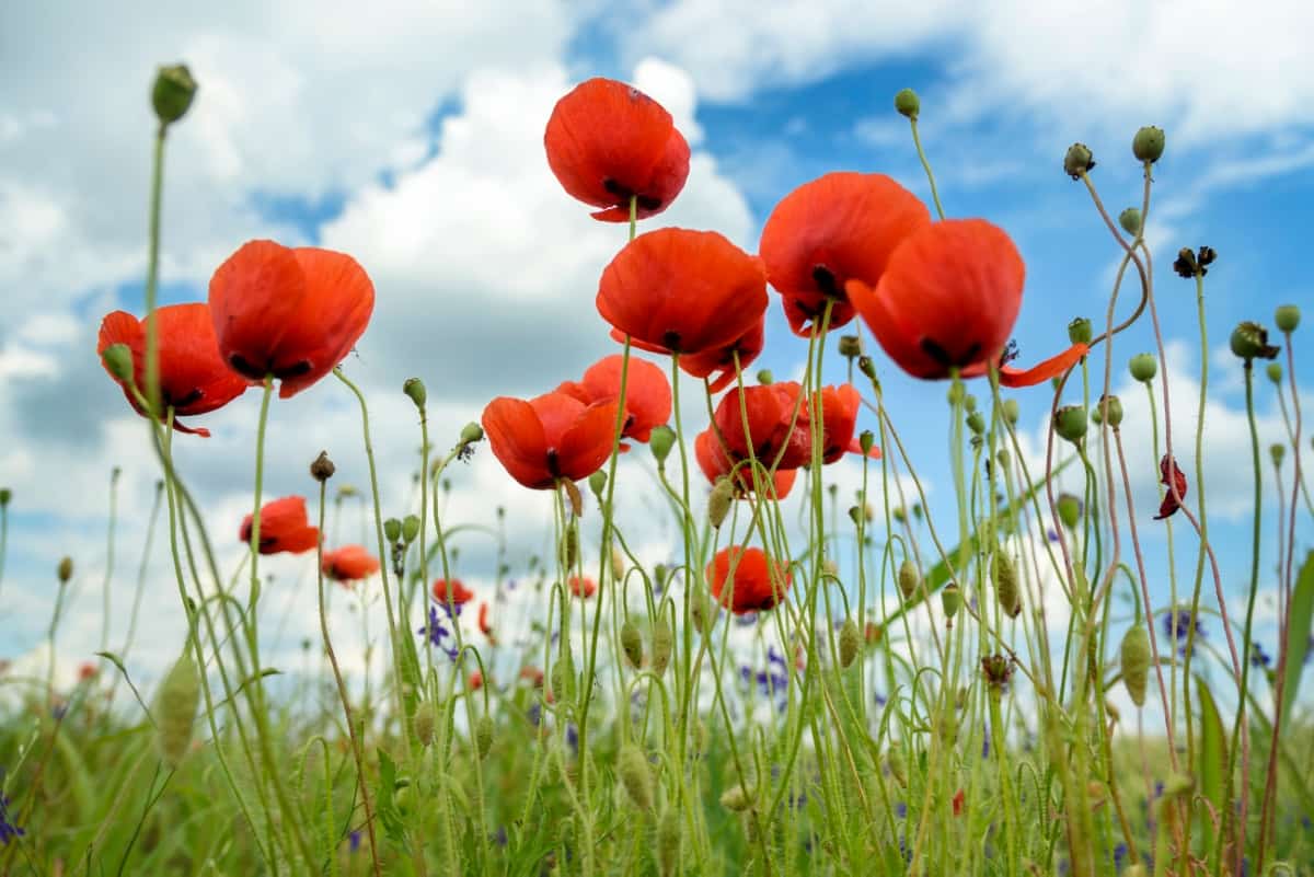 How to Control Poppy Pests Naturally