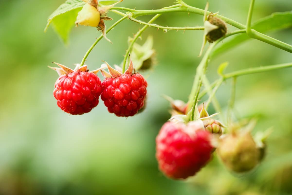 How to Control Raspberry Pests Naturally