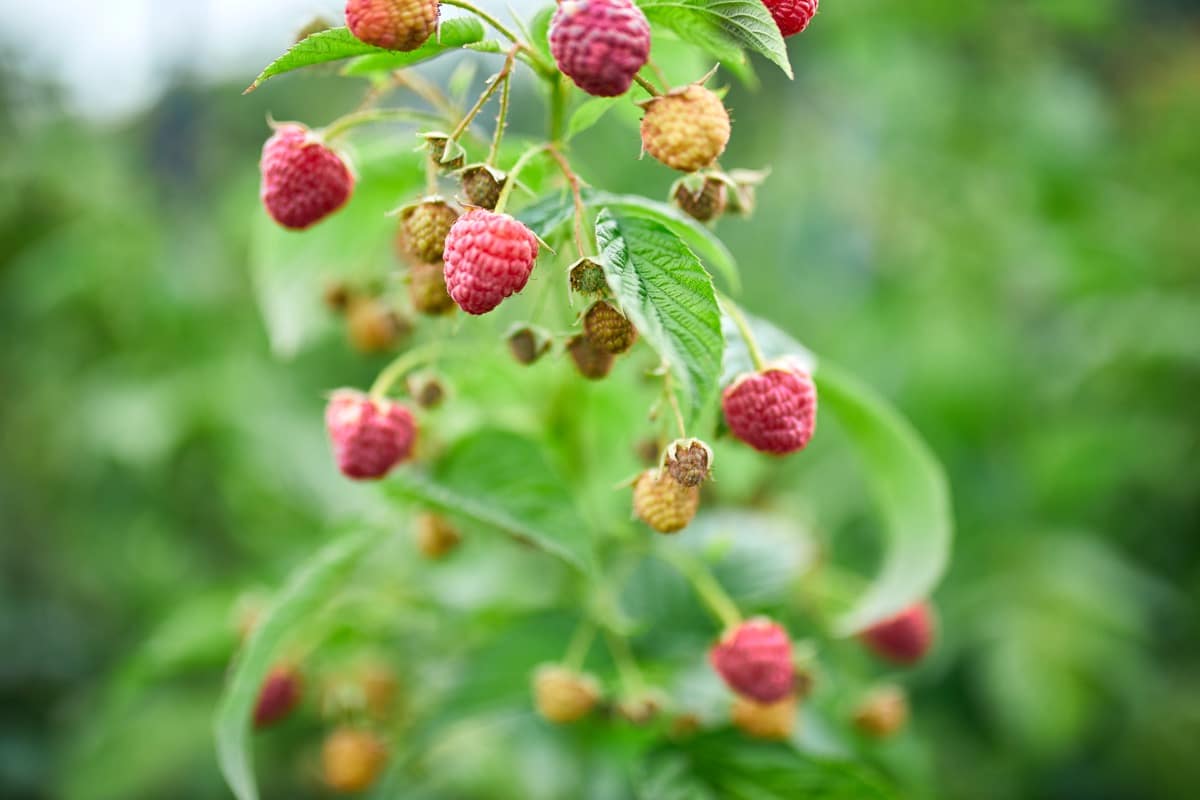 Raspberry Pest