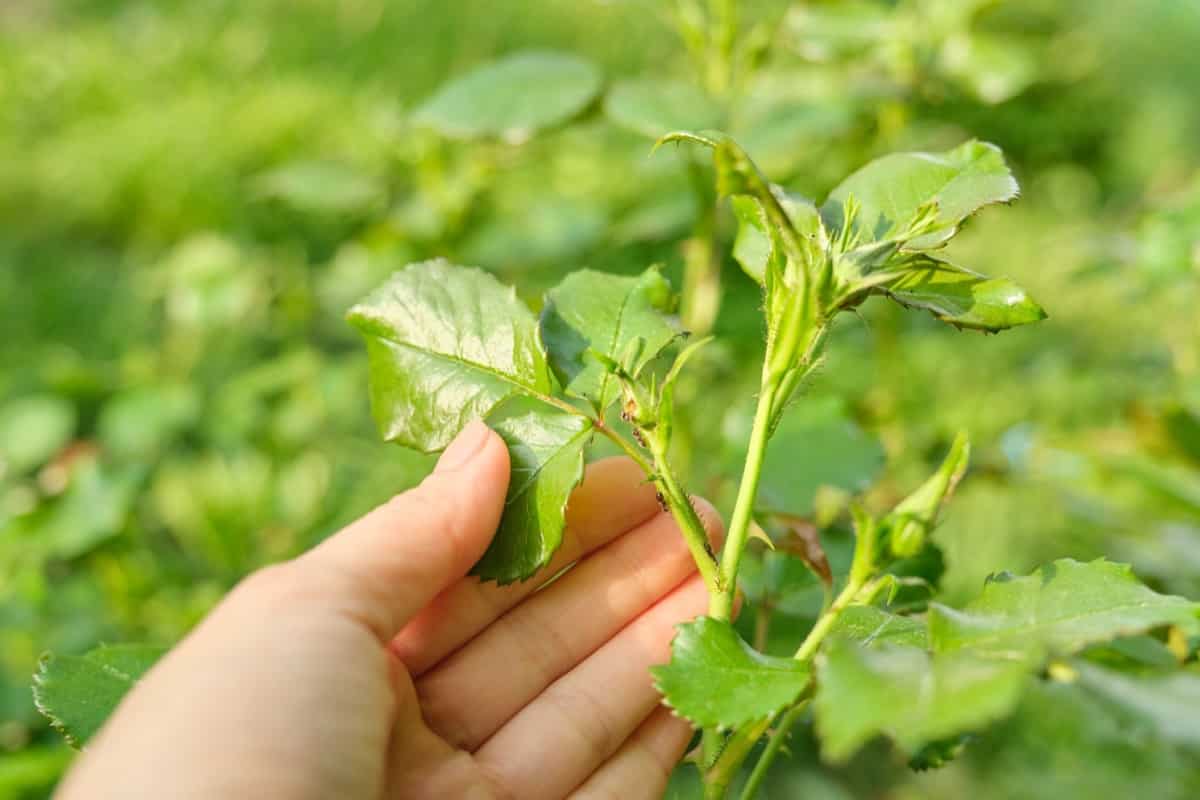 How to Control Rose Pests Naturally