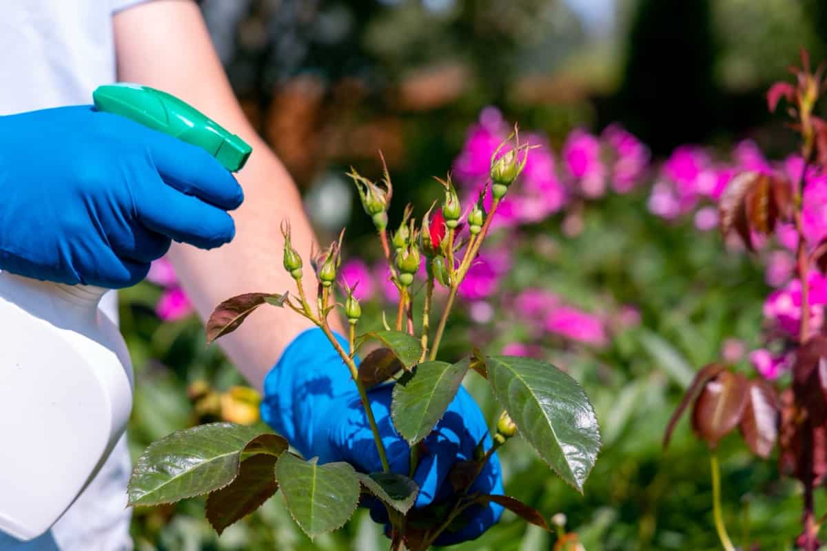 Treating roses in the garden with a garden sprayer from insect pests